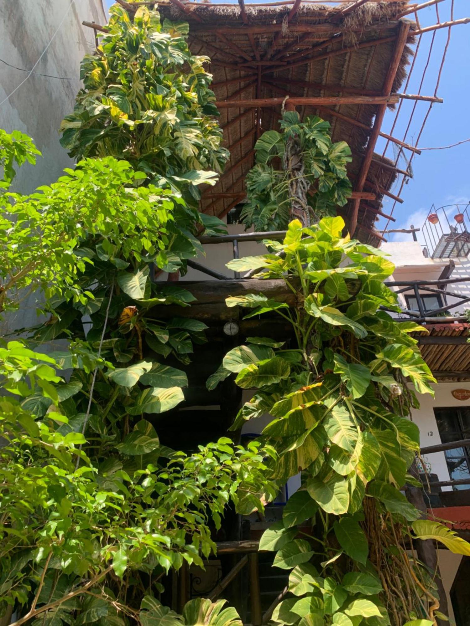 Casa Caribe Cancun Exterior photo A green wall in Mexico City